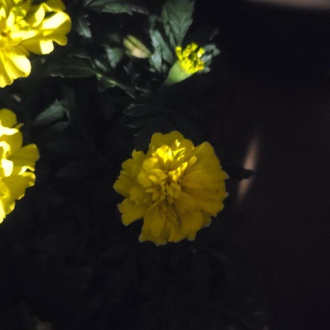 Photo of the plant species Kerria Japonica by @HeirGinger29 named Gaga on Greg, the plant care app