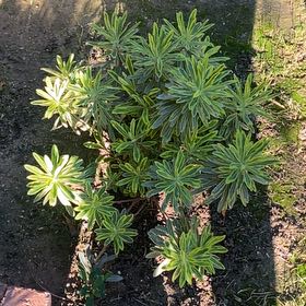 Photo of the plant species Albanian Spurge by @LovelyBigmuhly3 named Dolores on Greg, the plant care app