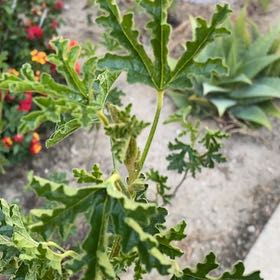 Photo of the plant species Flower of an Hour by @LovelyBigmuhly3 named Spence on Greg, the plant care app