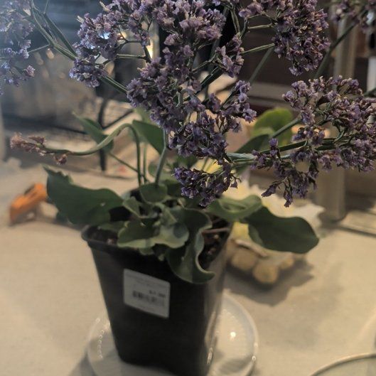 Photo of the plant species Perez's Sea Lavender by @DreamboatRimu35 named Clooney on Greg, the plant care app