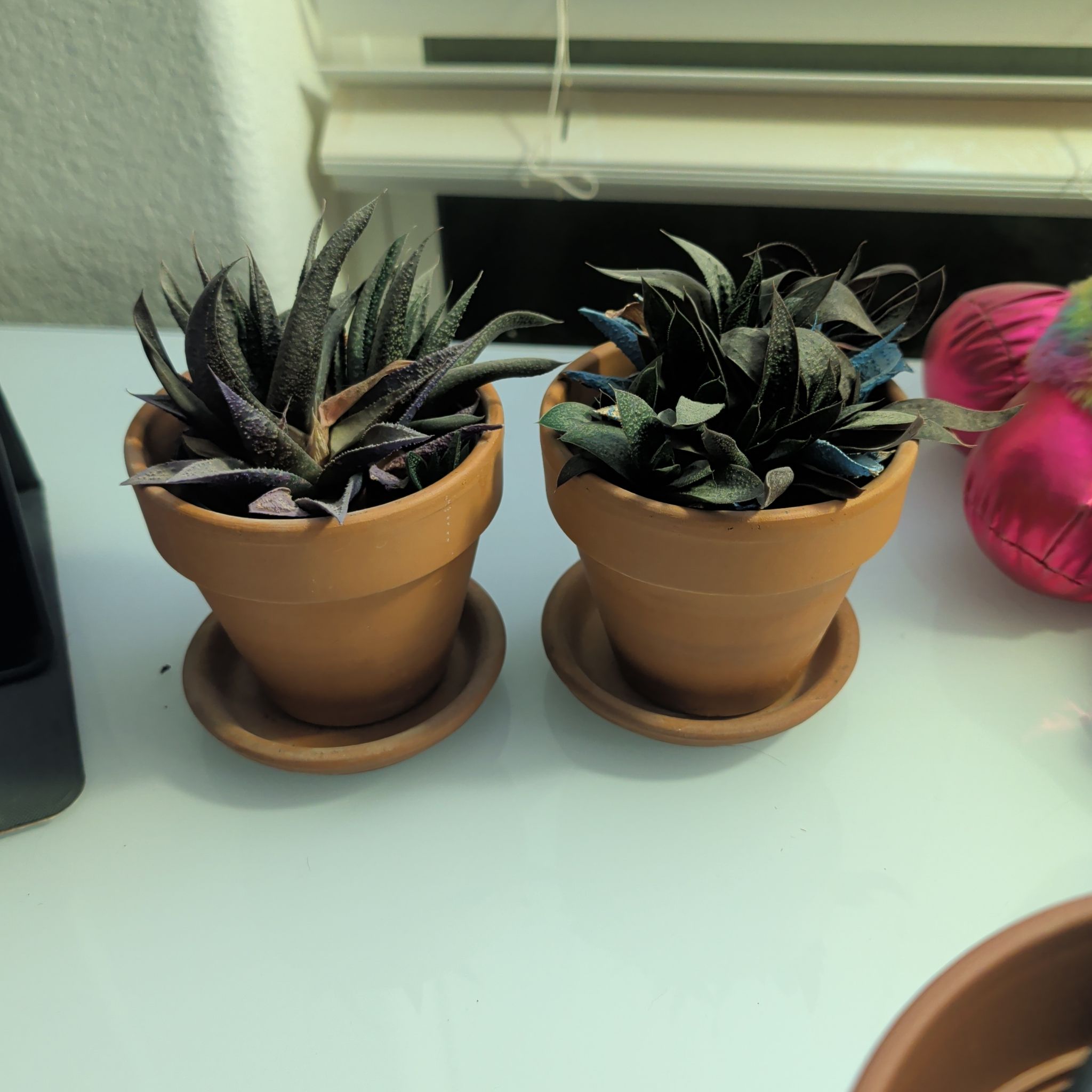 Photo of the plant species Kosmik Kaktus-a Asst by @DreamboatRimu35 named Achilles & Fernie Mac on Greg, the plant care app