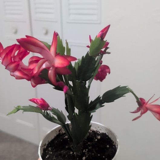 Photo of the plant species Christmas Cactus by @JoyfulGutweed40 named Gaga on Greg, the plant care app