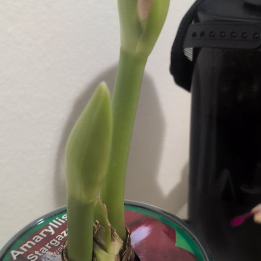 Photo of the plant species Amaryllis by @JoyfulGutweed40 named Cleopatra on Greg, the plant care app