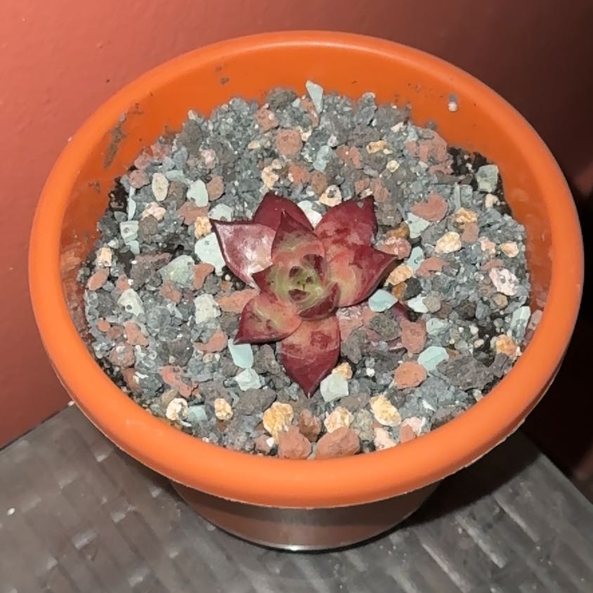 Photo of the plant species echeveria Romeo by @SharpCutgrass84 named Gomez on Greg, the plant care app