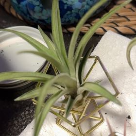 Photo of the plant species Brachycaulos Green Air Plant by @SharpCutgrass84 named Forrest on Greg, the plant care app