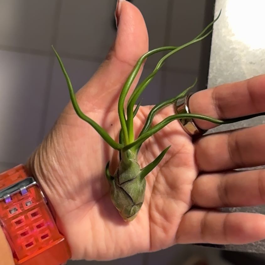 Photo of the plant species Tillandsia Bulbosa Belize by @SharpCutgrass84 named Xena on Greg, the plant care app