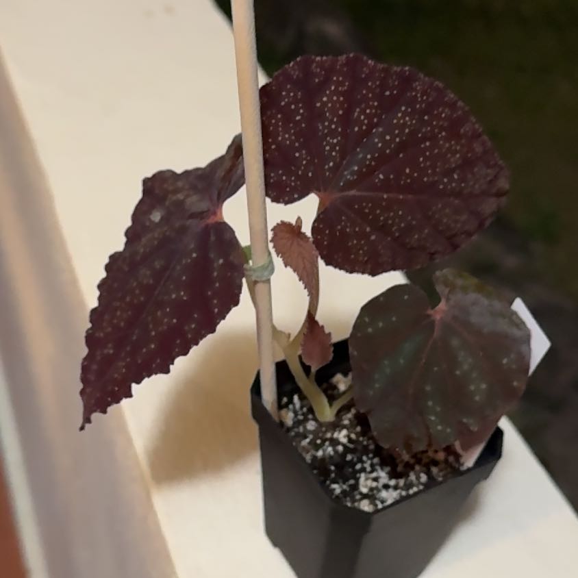 Photo of the plant species Begonia ‘Botanicaz 56v.1' by @SharpCutgrass84 named Messi on Greg, the plant care app