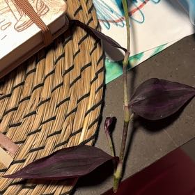 Photo of the plant species Dark Desire Wandering Dude by @SharpCutgrass84 named James Dean on Greg, the plant care app