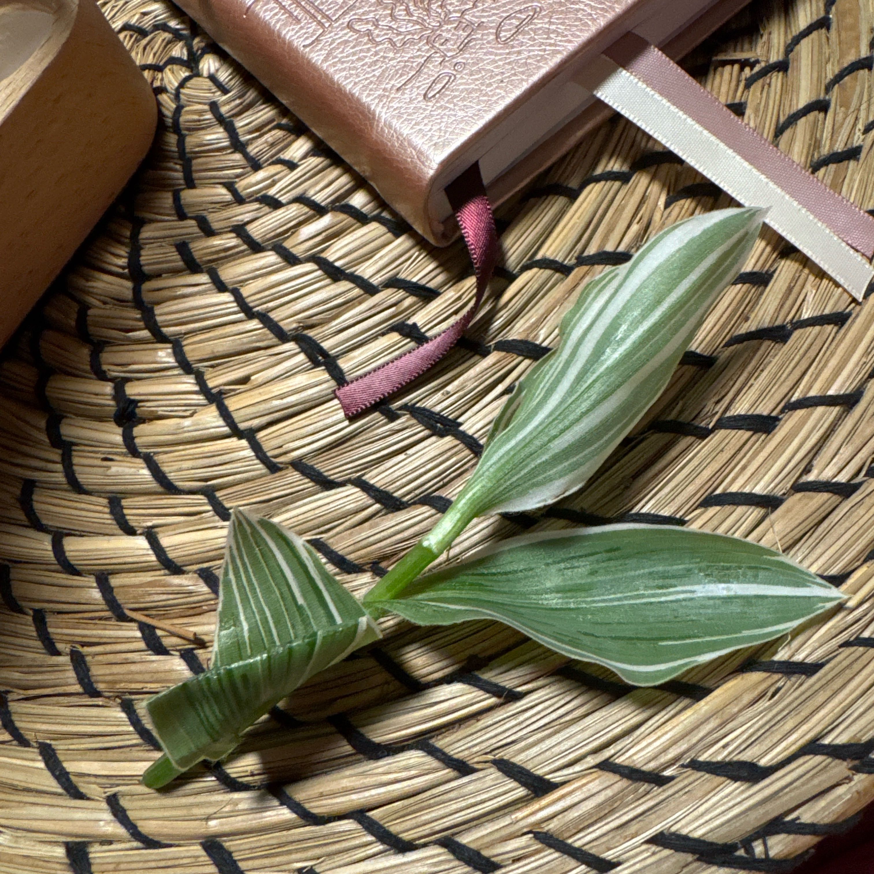 Photo of the plant species Pistachio White by @SharpCutgrass84 named Orlando Bloom on Greg, the plant care app
