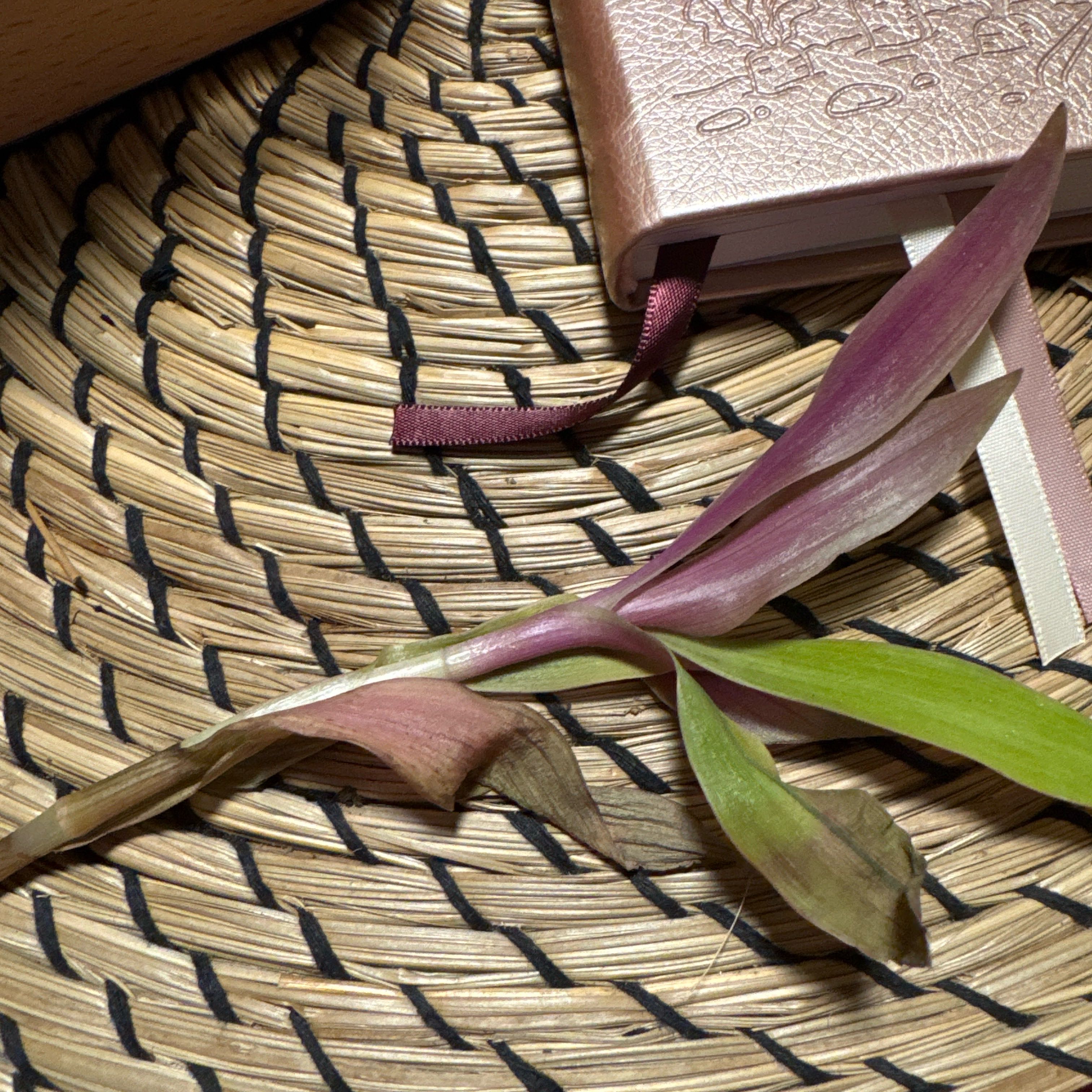 Photo of the plant species Tradescantia spathacea 'Amber Waves' by @SharpCutgrass84 named Baesil on Greg, the plant care app