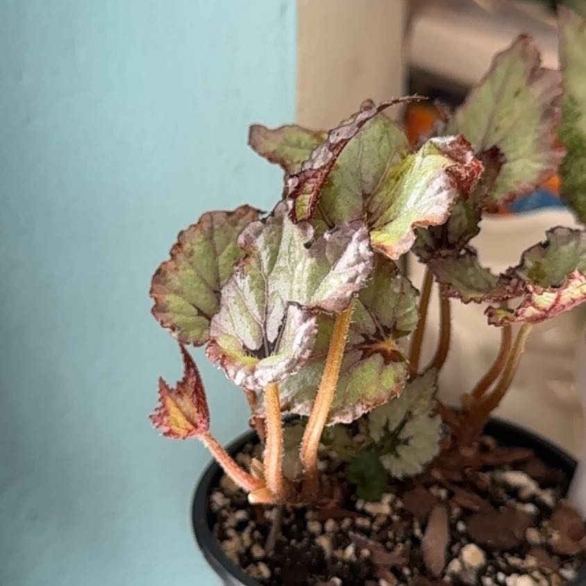 Photo of the plant species Rex Begonia 'Ideal Silvery Blue' by @SharpCutgrass84 named Tupot amaroot on Greg, the plant care app