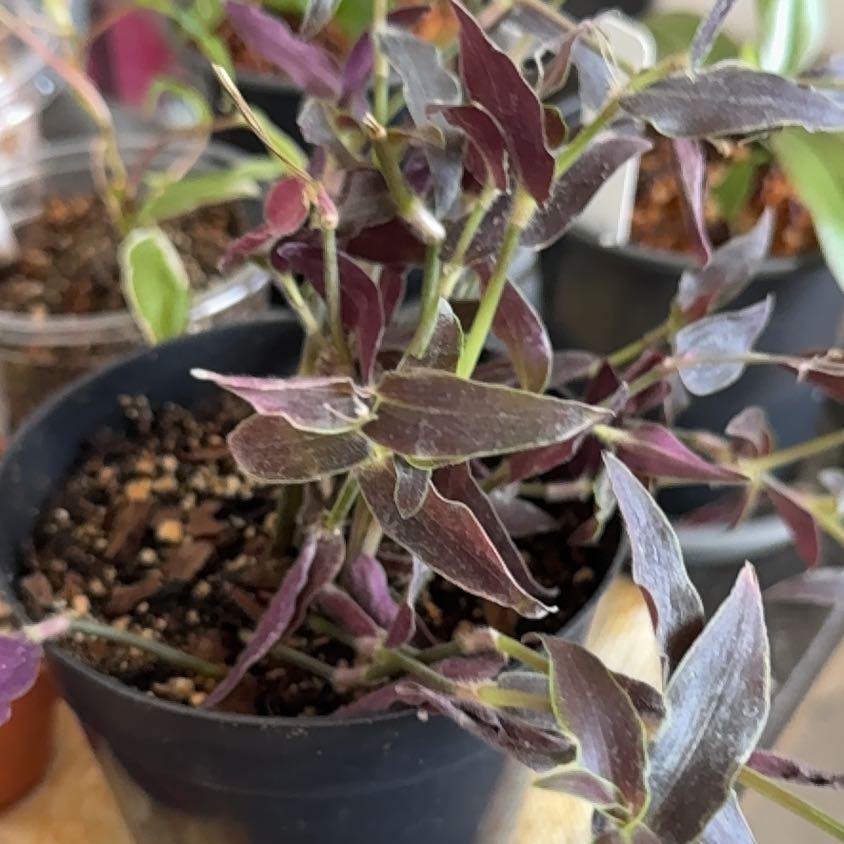 Photo of the plant species Gibasis 'Jose Puig' by @SharpCutgrass84 named Coco on Greg, the plant care app
