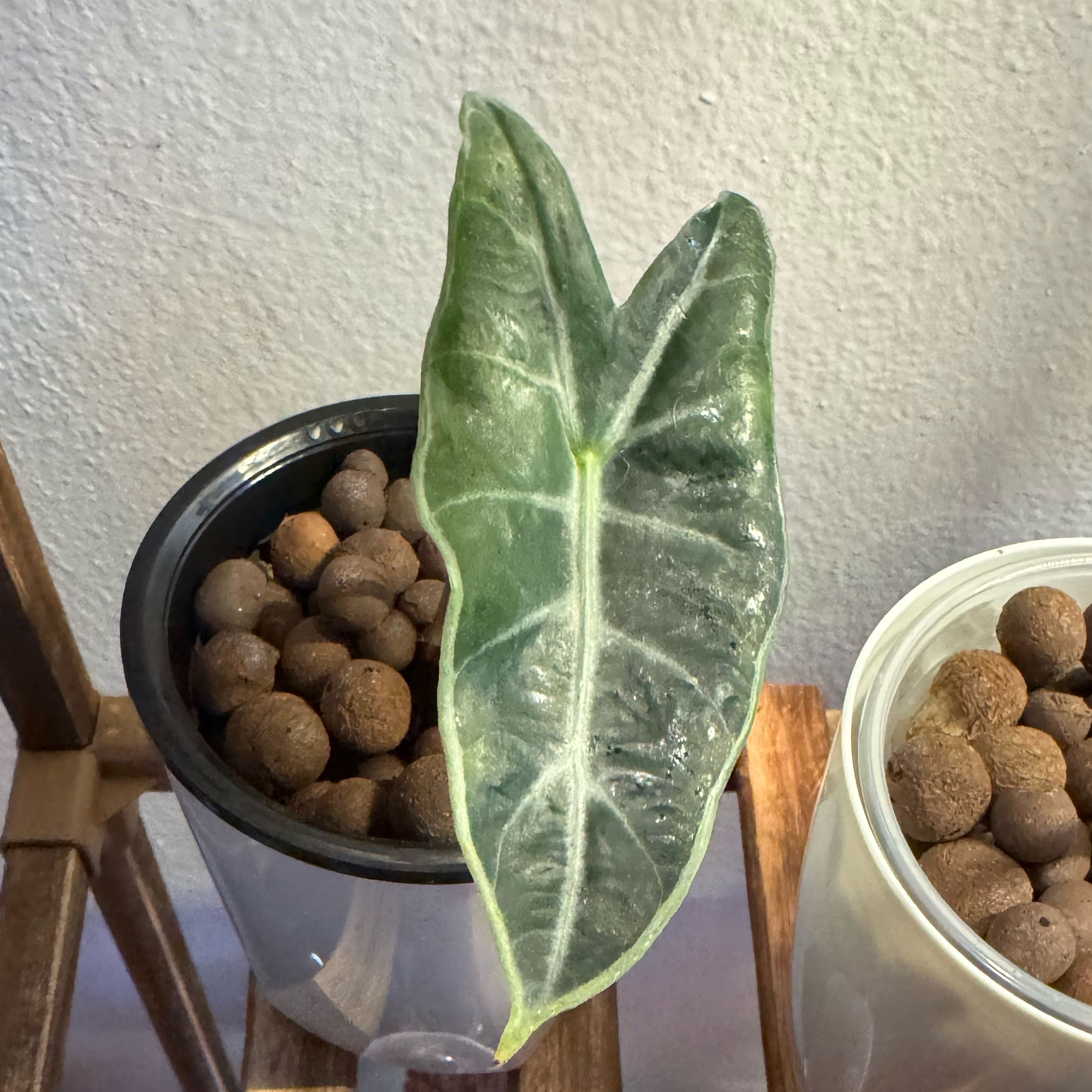 Photo of the plant species Amazonian Elephant's Ear by @SharpCutgrass84 named Winston on Greg, the plant care app