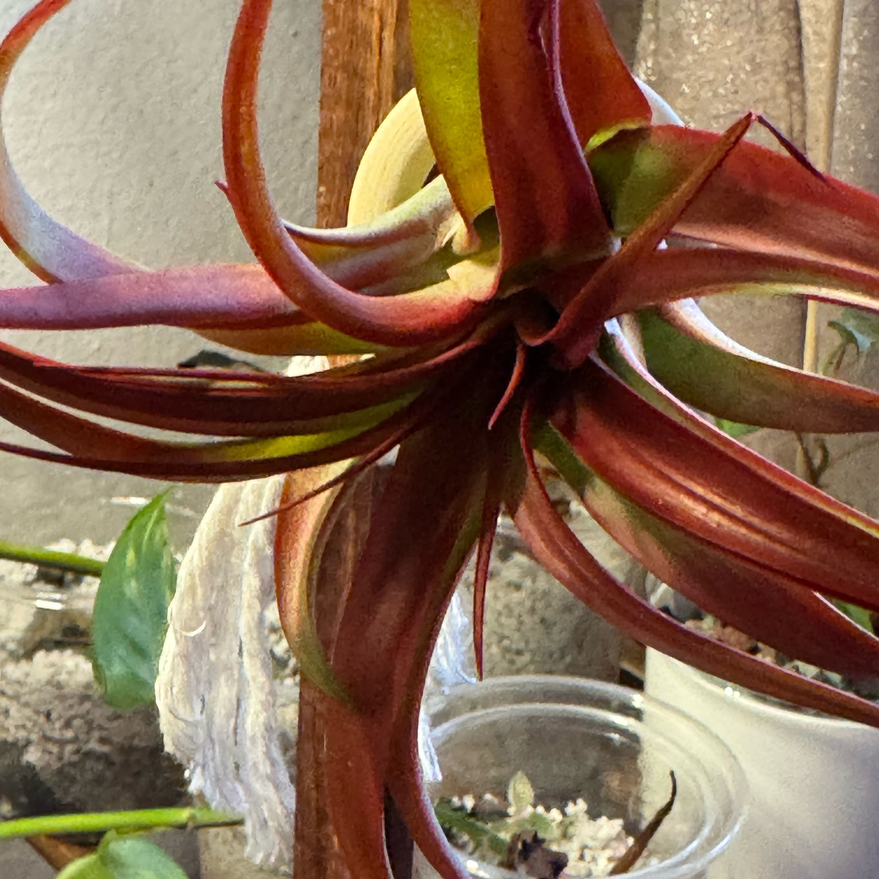 Photo of the plant species Red Tillandsia Air Plant by @SharpCutgrass84 named Oscar on Greg, the plant care app