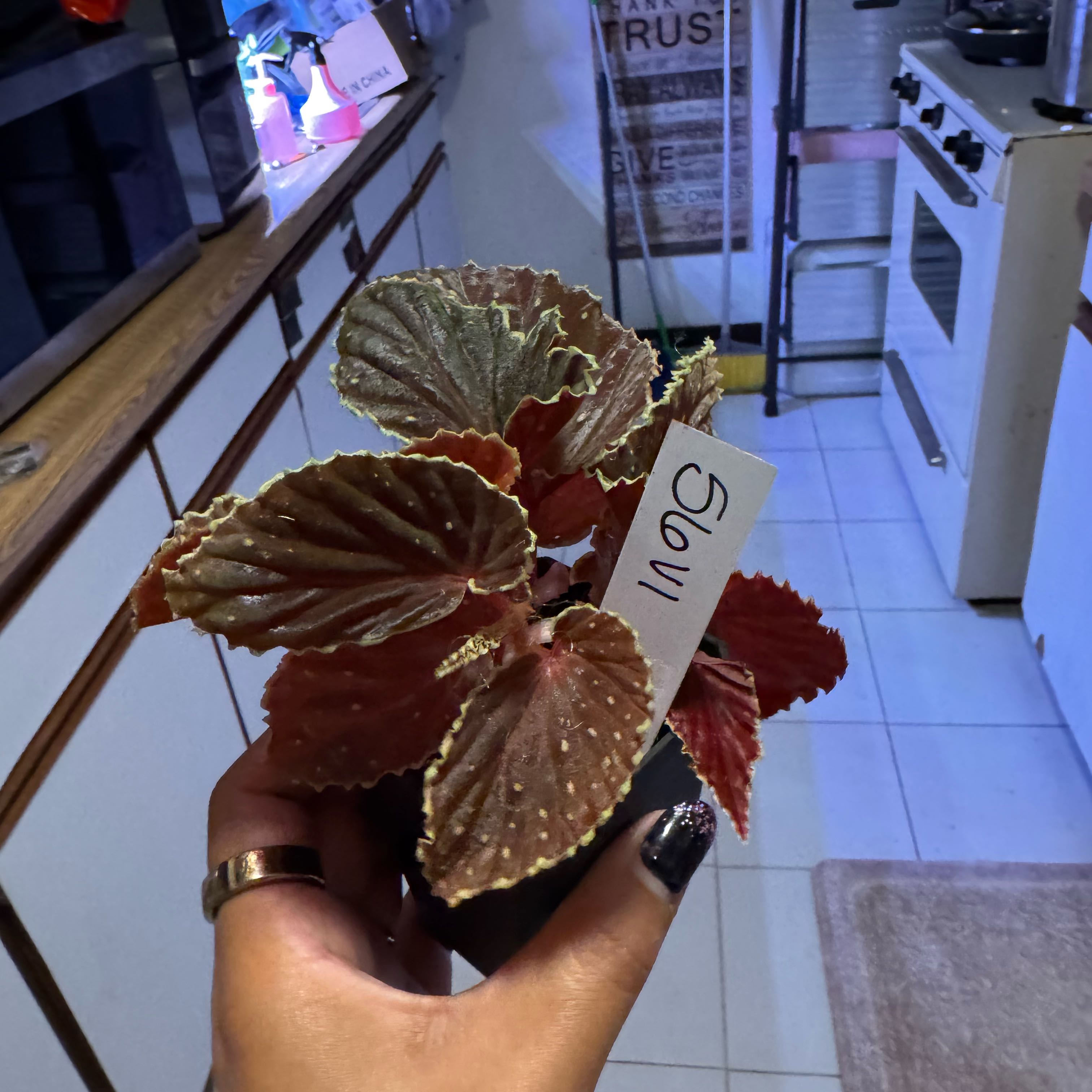 Photo of the plant species Begonia ‘Botanicaz 56v.1' by @SharpCutgrass84 named Kylie on Greg, the plant care app
