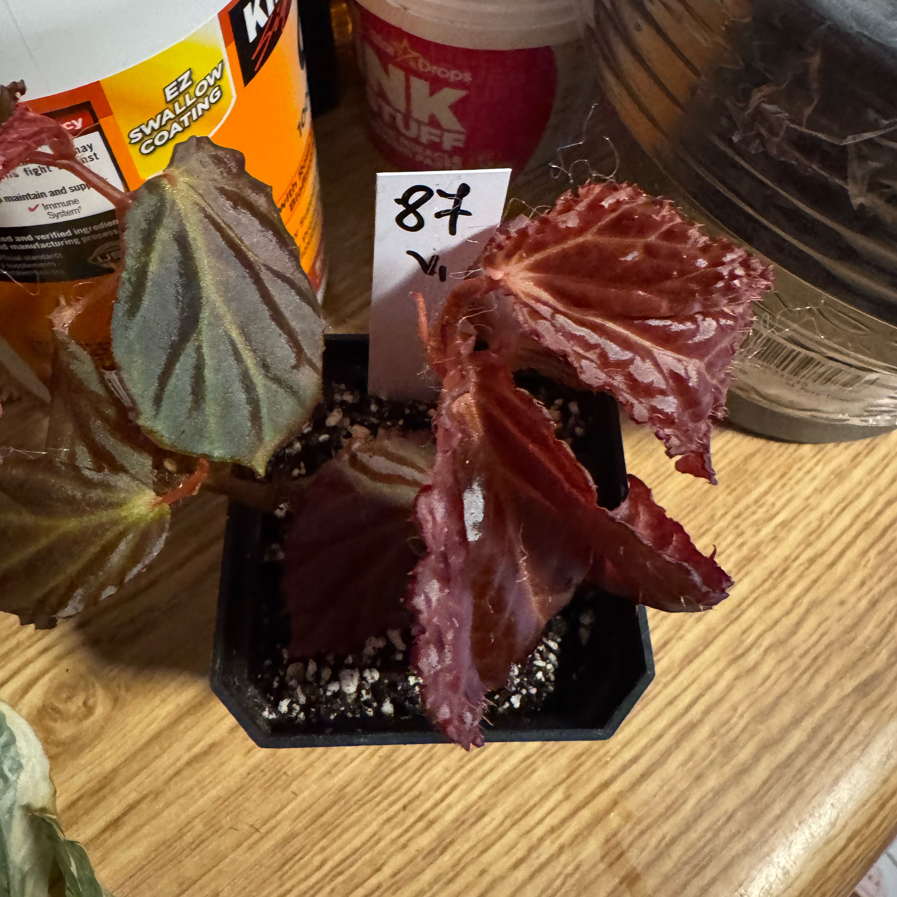 Photo of the plant species Begonia ‘Botanicaz 56v.1' by @SharpCutgrass84 named Surya on Greg, the plant care app