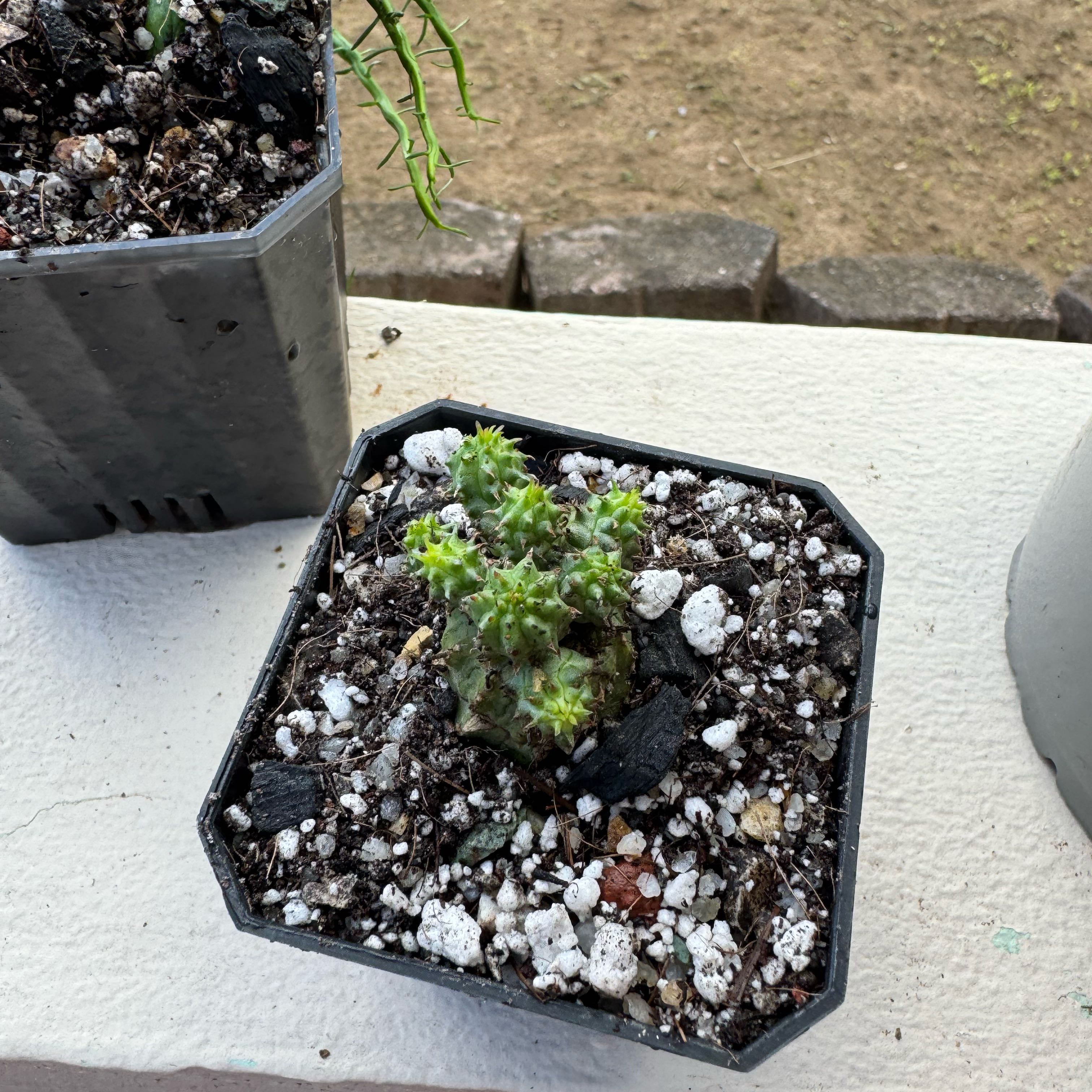 Photo of the plant species Euphorbia monstrose by @SharpCutgrass84 named Walt on Greg, the plant care app