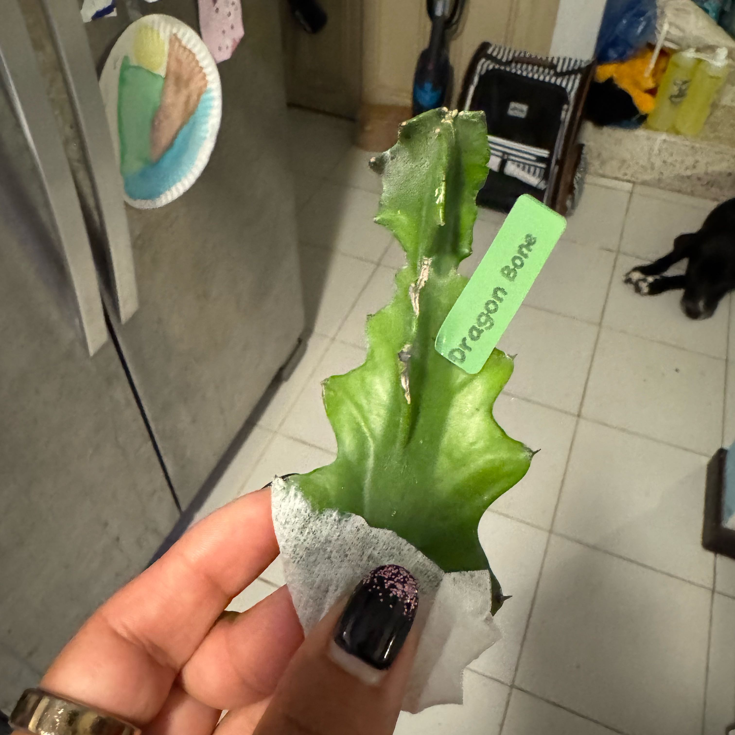 Photo of the plant species 'Ghost Cactus' by @SharpCutgrass84 named Nemo on Greg, the plant care app