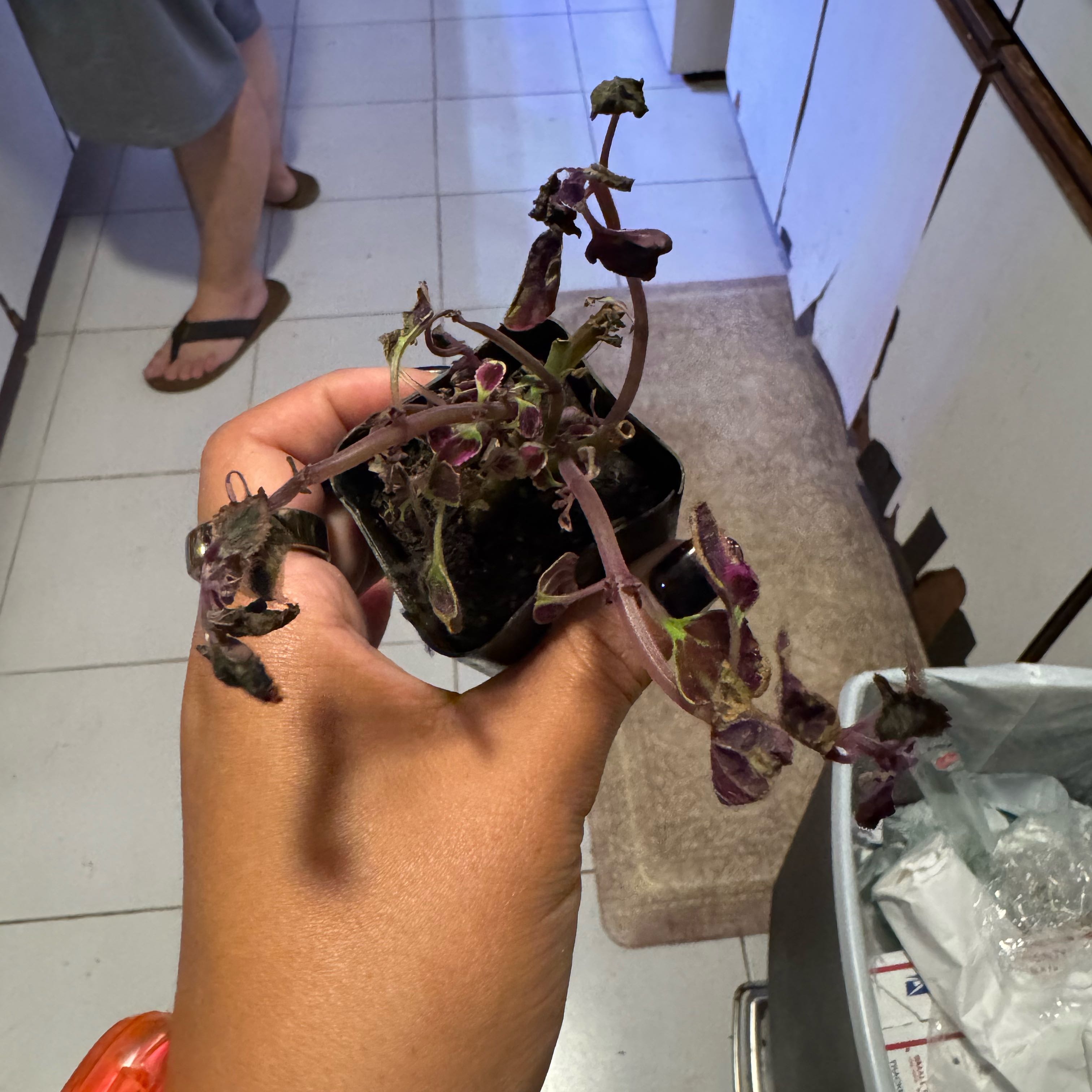 Photo of the plant species Trailing Plum Coleus by @SharpCutgrass84 named Leaf Erickson on Greg, the plant care app