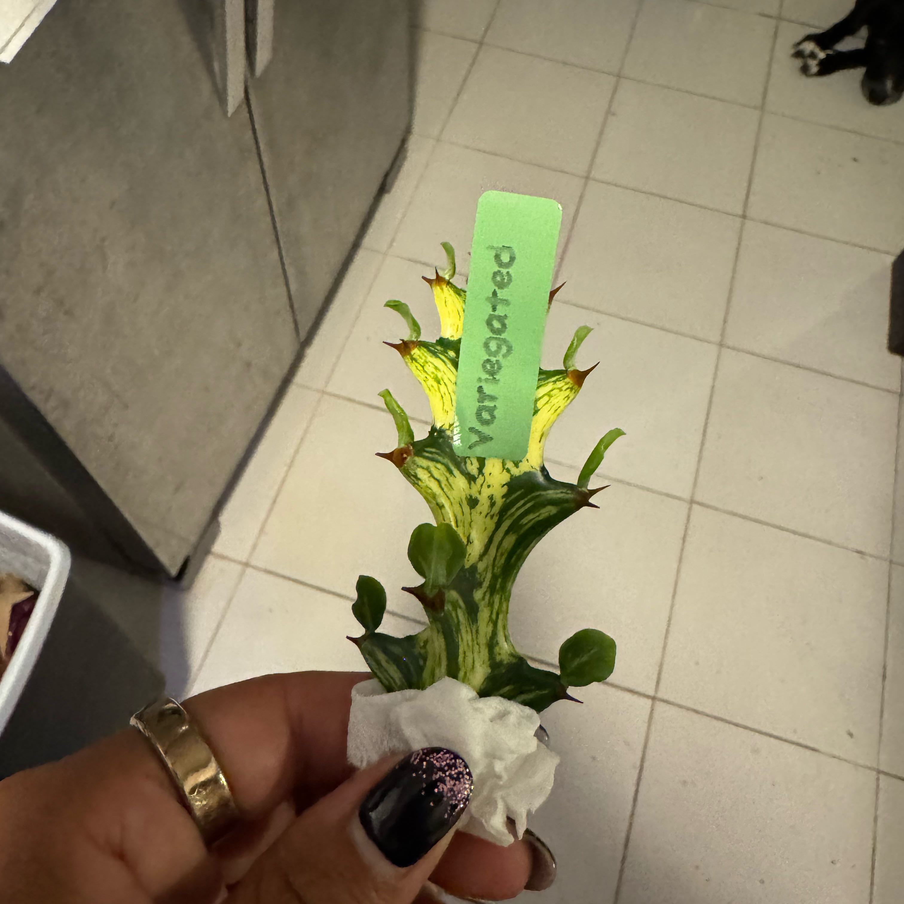 Photo of the plant species 'Ghost Cactus' by @SharpCutgrass84 named Daphne on Greg, the plant care app