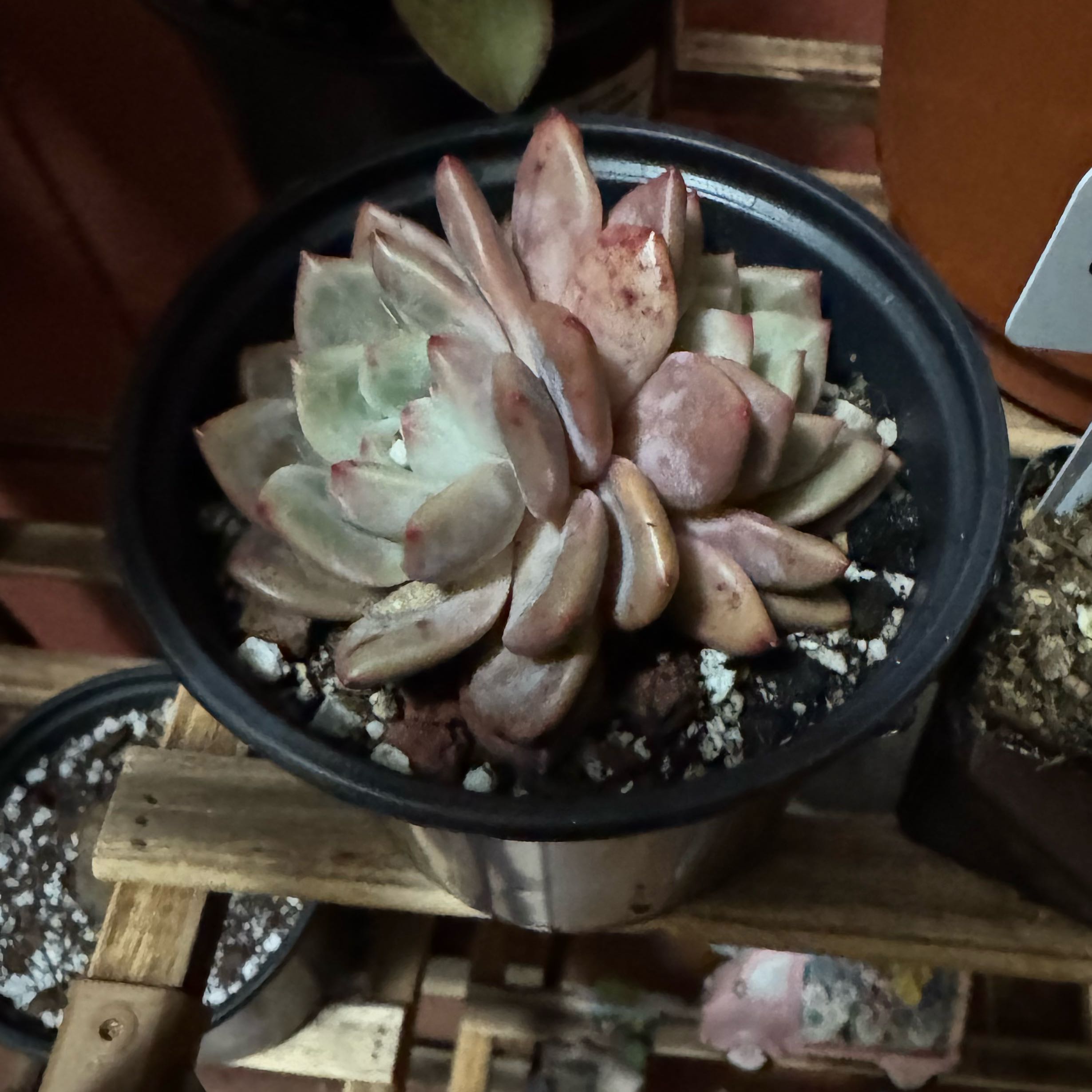 Photo of the plant species Echeveria Ling Snow by @SharpCutgrass84 named Zion on Greg, the plant care app