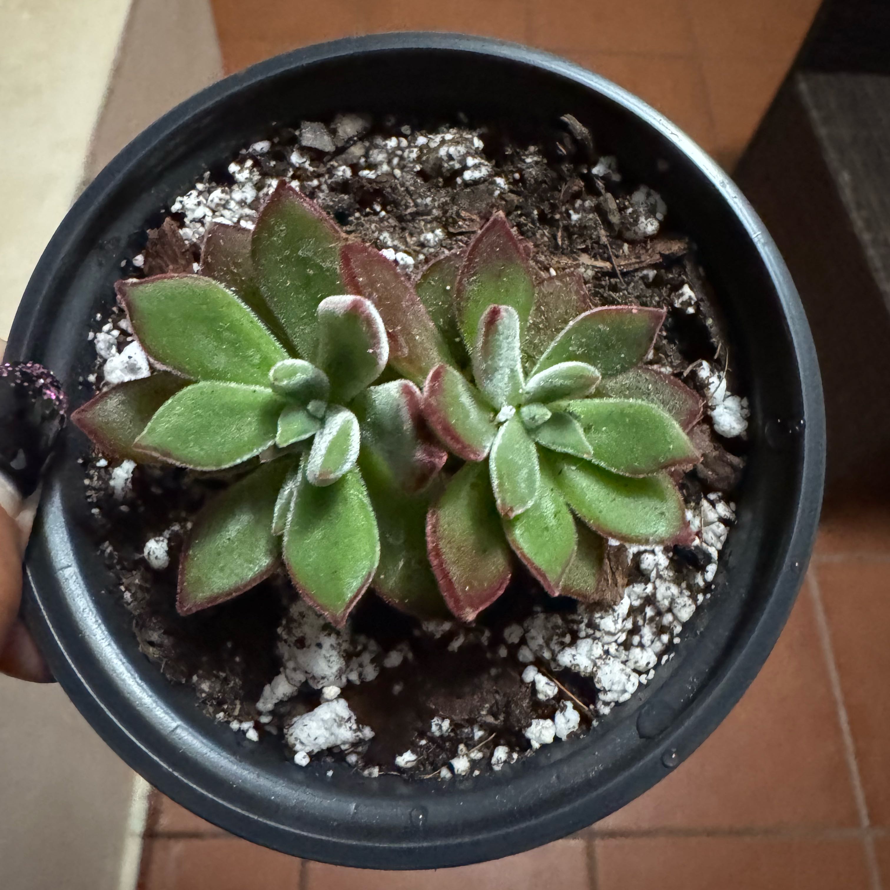 Photo of the plant species Ruby Slippers by @SharpCutgrass84 named Curie on Greg, the plant care app