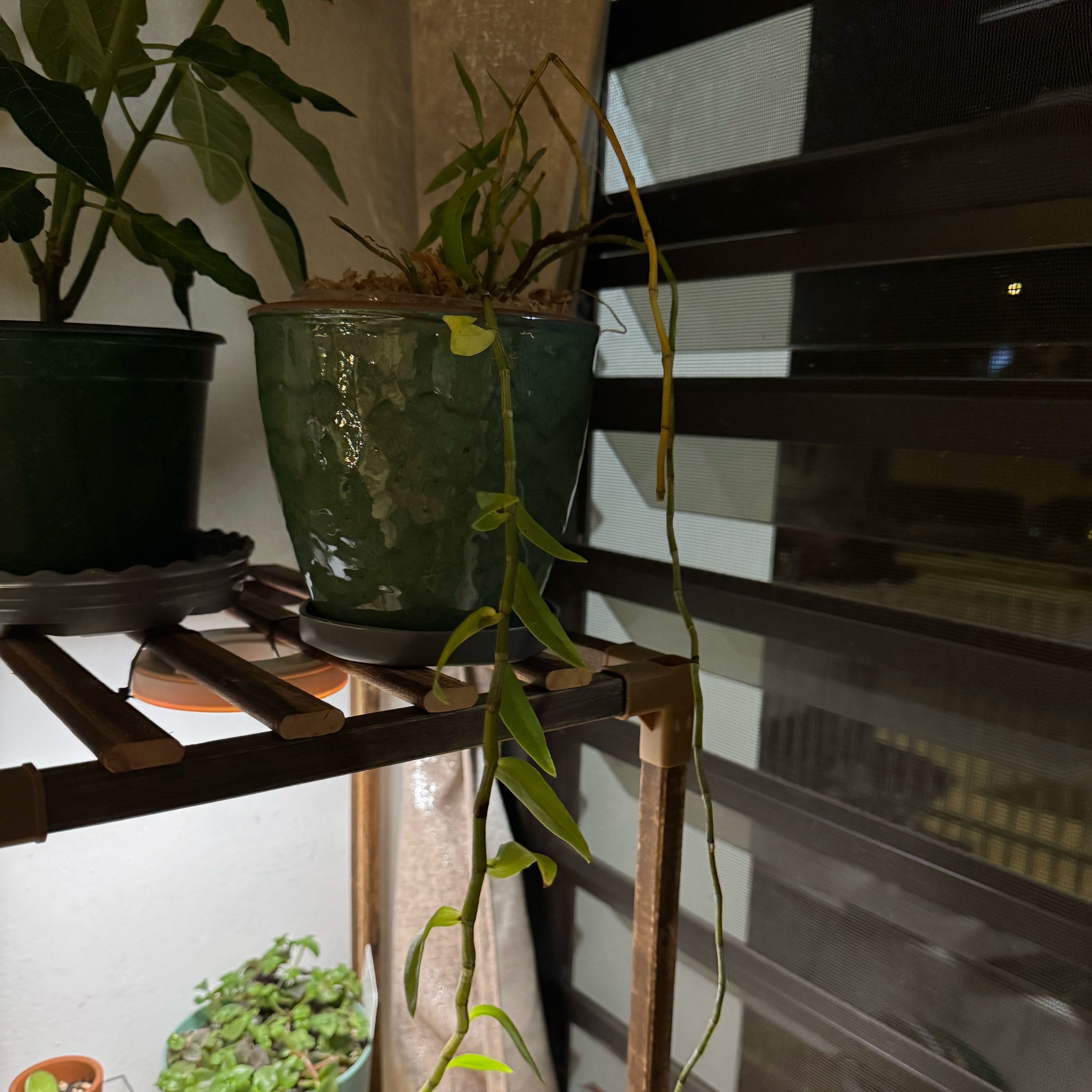 Photo of the plant species Hooded Orchid by @SharpCutgrass84 named Sproutacus on Greg, the plant care app