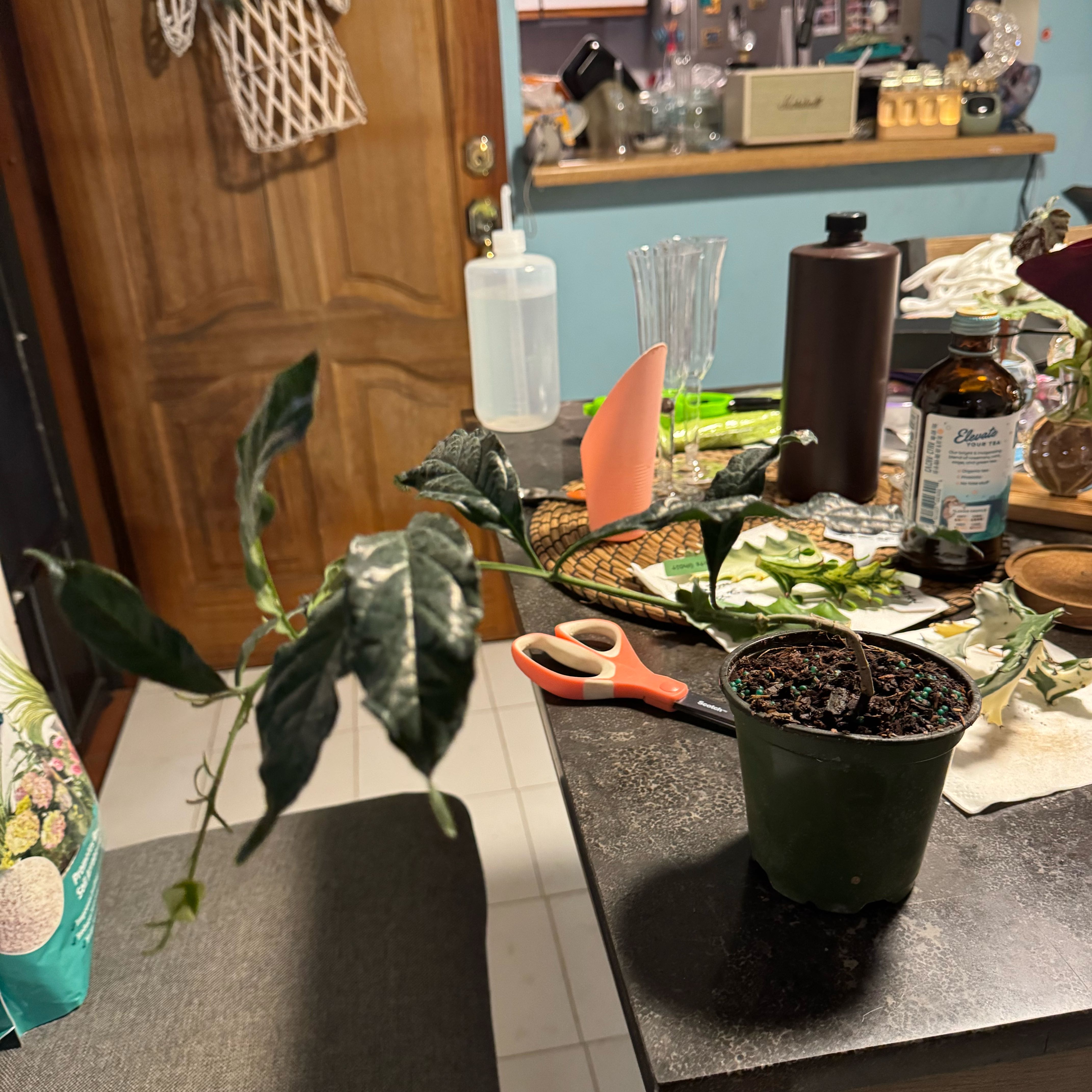 Photo of the plant species Light Bulb Plant by @SharpCutgrass84 named Mochi on Greg, the plant care app