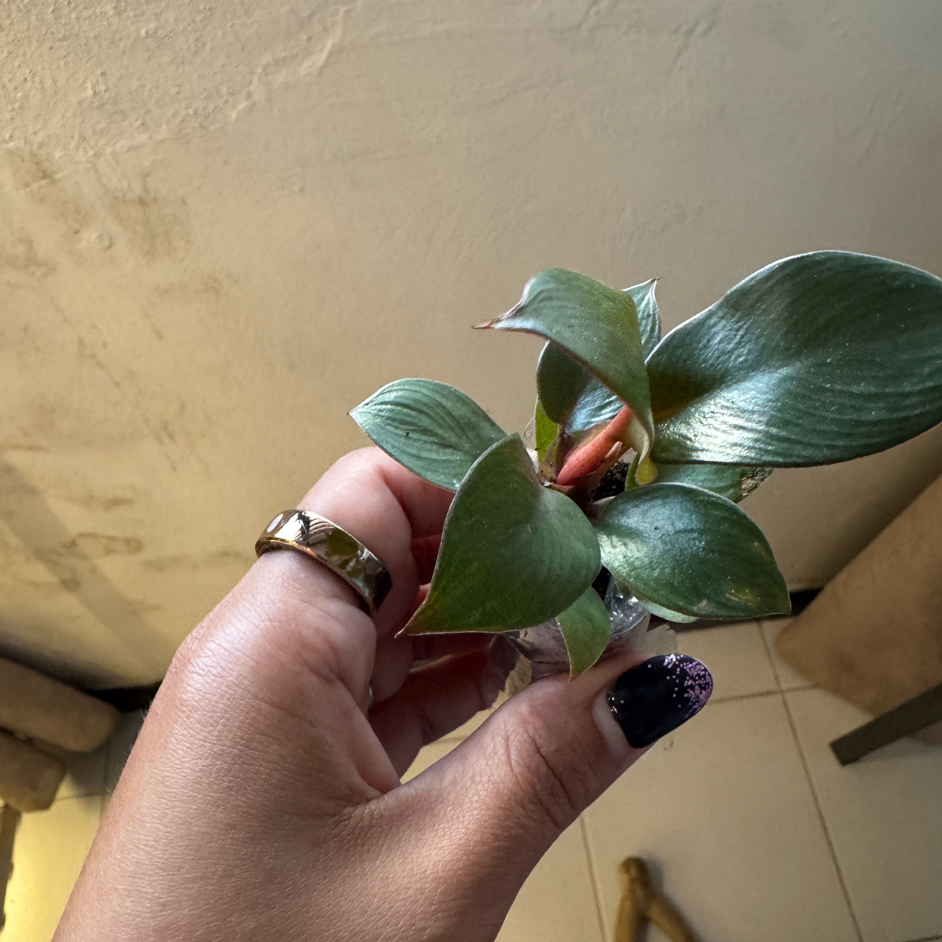 Photo of the plant species Royal Queen Philodendron by @SharpCutgrass84 named Harry on Greg, the plant care app