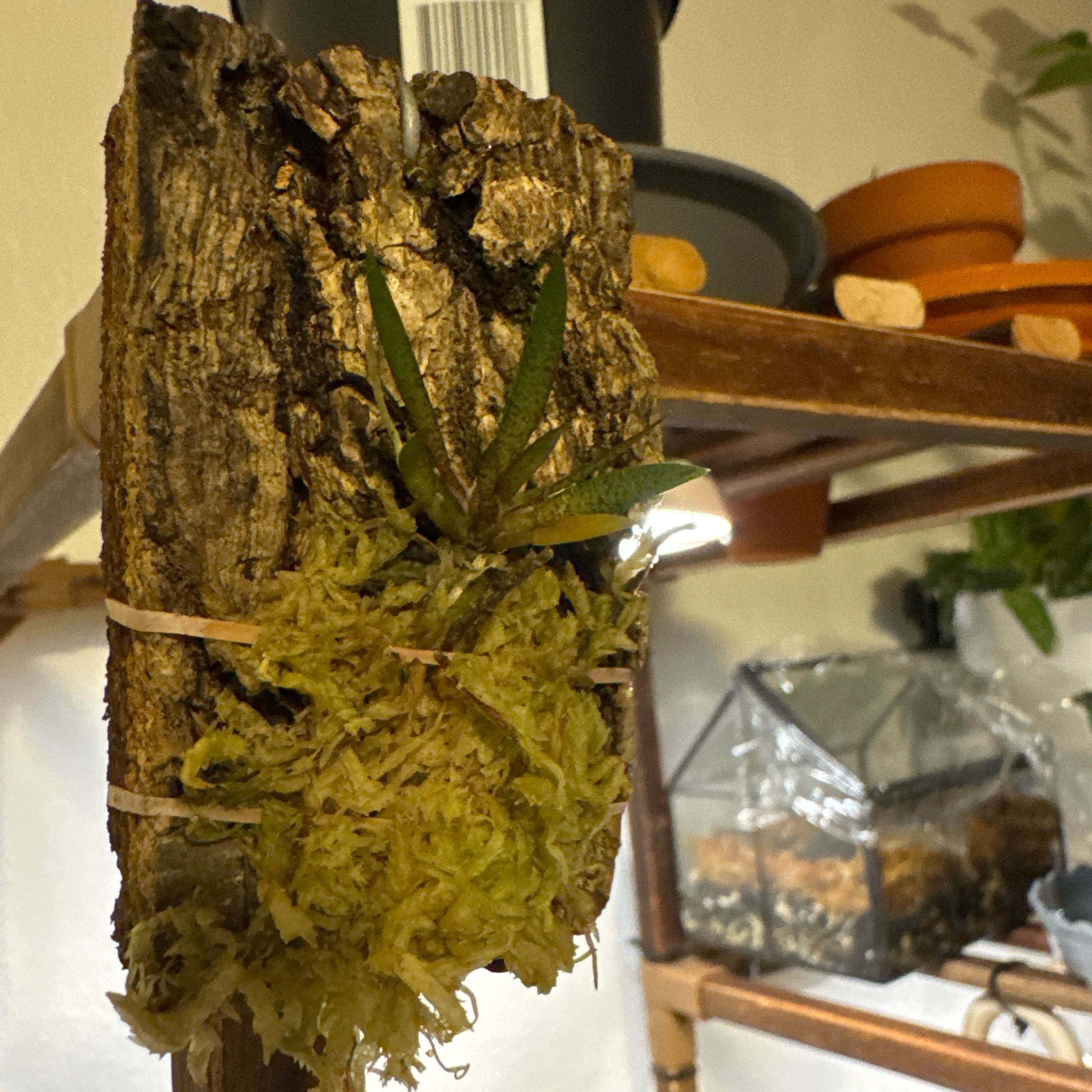 Photo of the plant species Epidendrum Orchid by @SharpCutgrass84 named Sigmund on Greg, the plant care app
