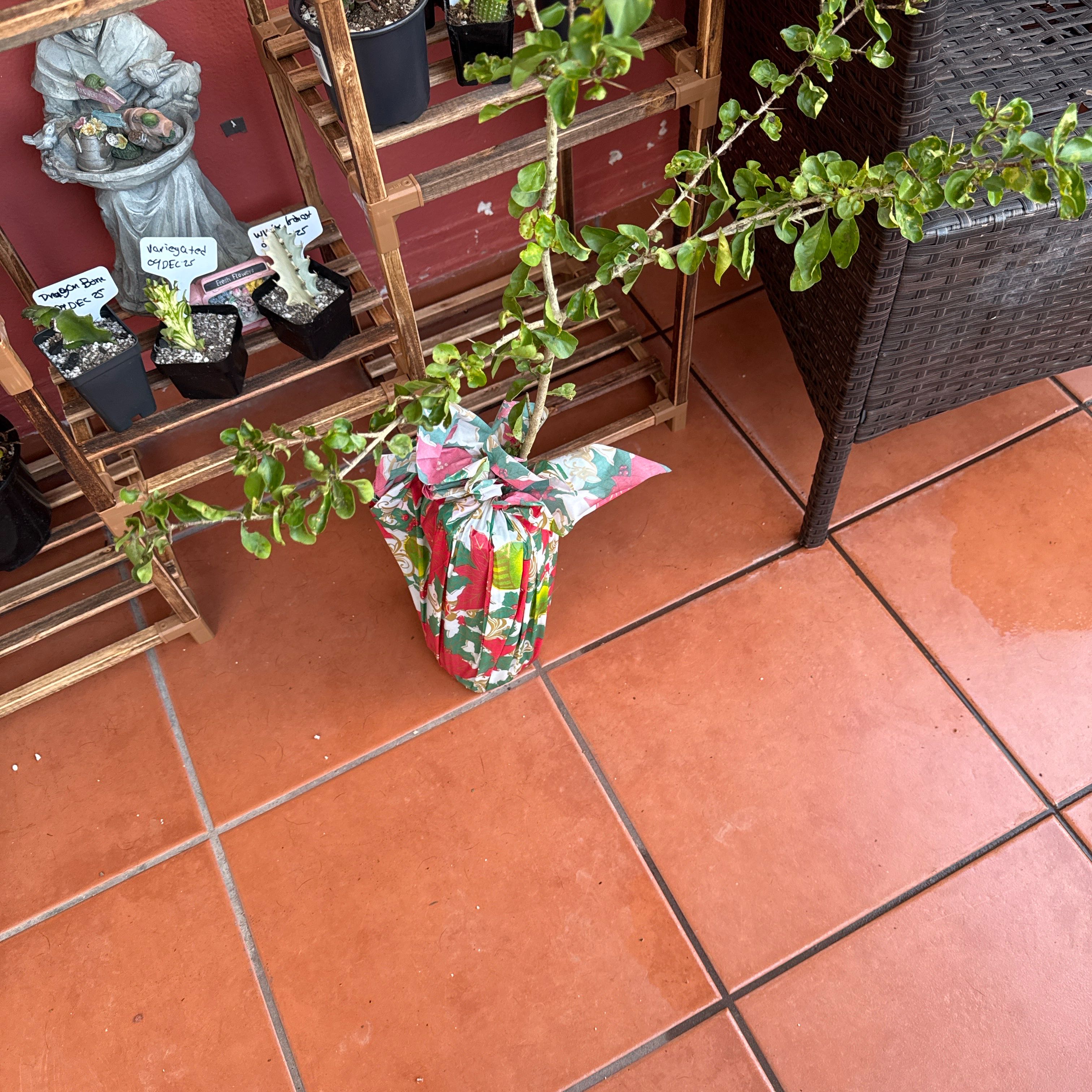 Photo of the plant species White Indigoberry by @SharpCutgrass84 named Bodhi on Greg, the plant care app