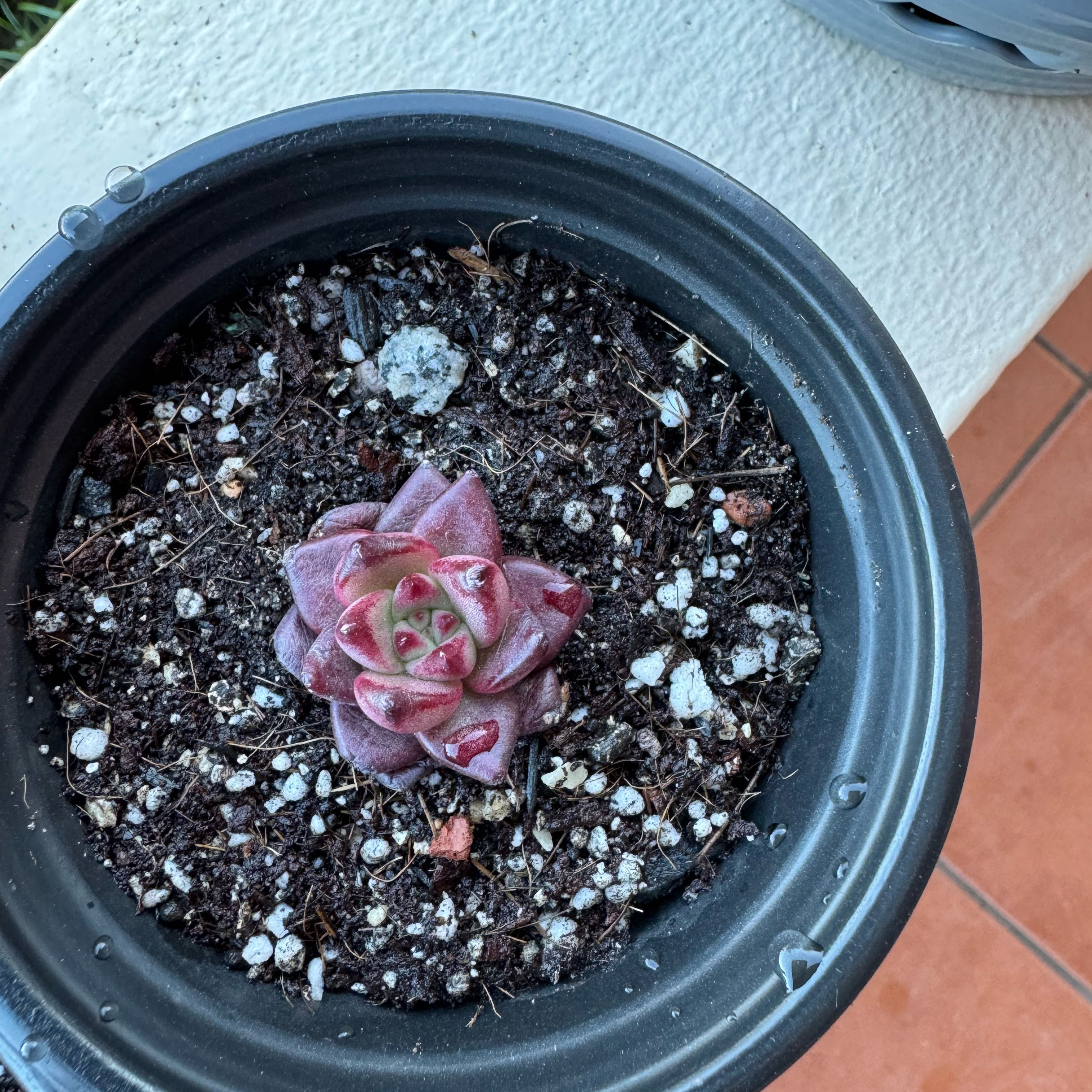 Photo of the plant species Echeveria Romeo Rubin by @SharpCutgrass84 named Rosa on Greg, the plant care app