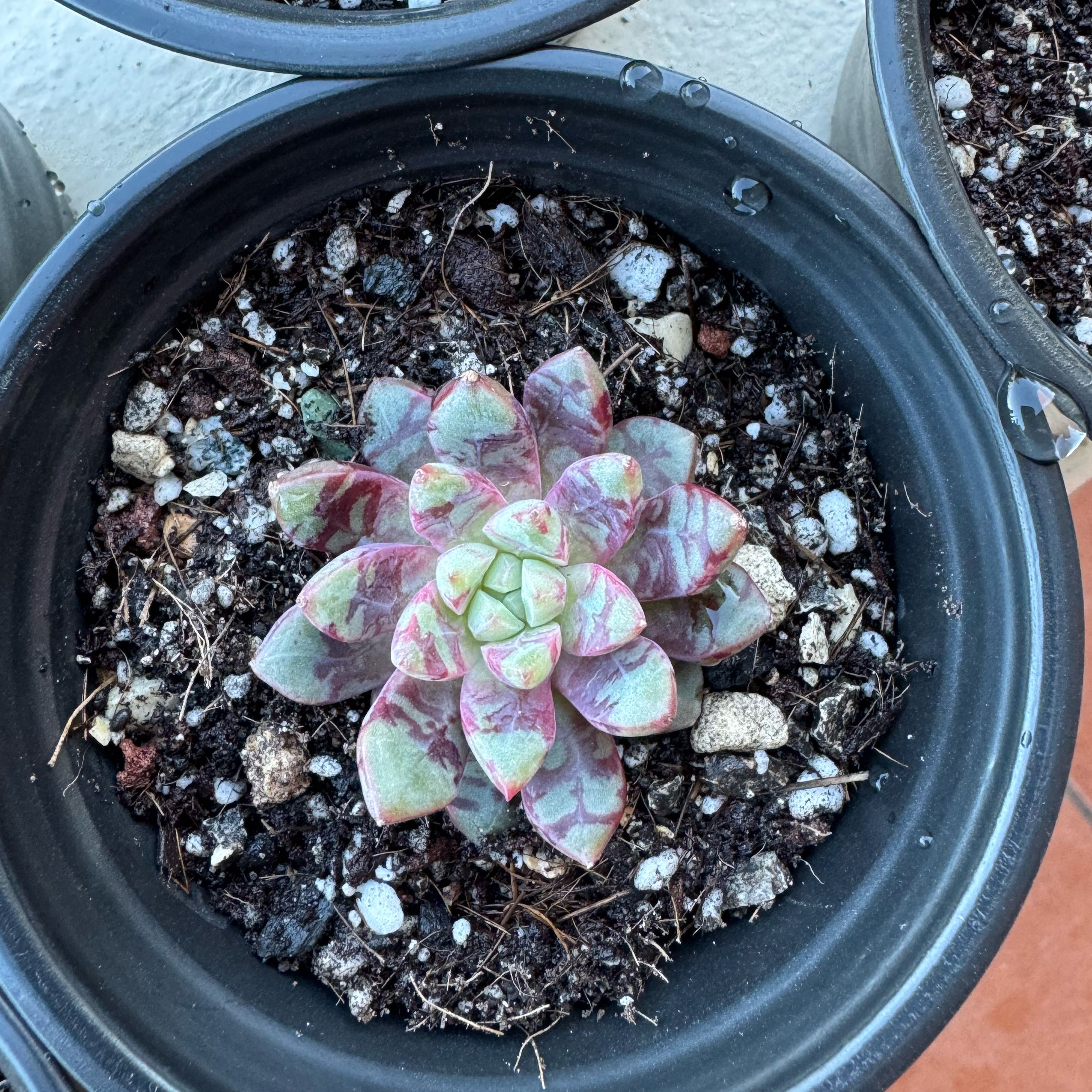 Photo of the plant species Echeveria Harlequin by @SharpCutgrass84 named Surya on Greg, the plant care app