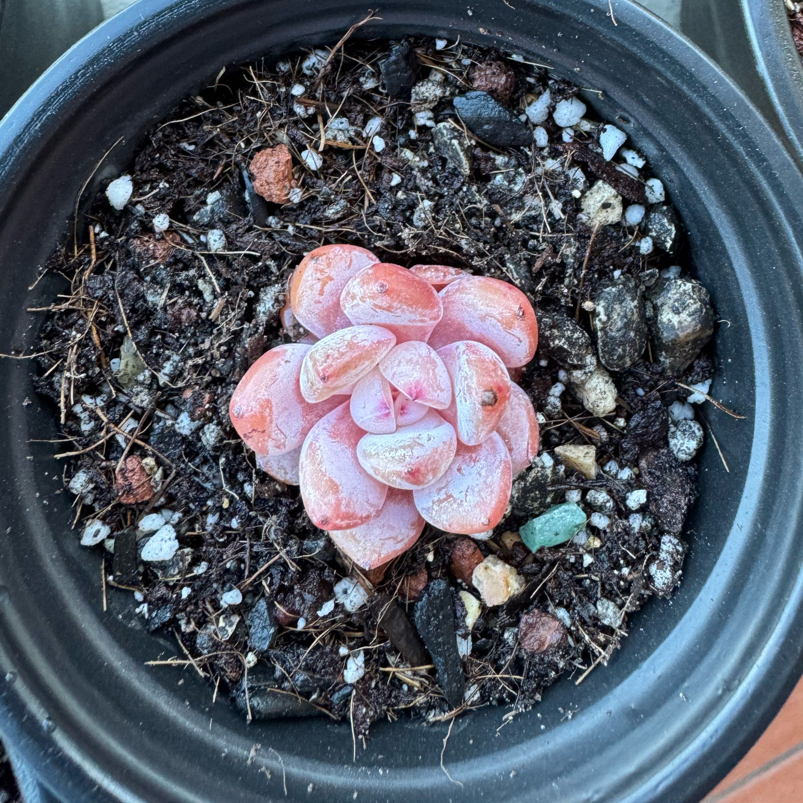 Photo of the plant species Echeveria Lovely Pebble by @SharpCutgrass84 named Einstein on Greg, the plant care app
