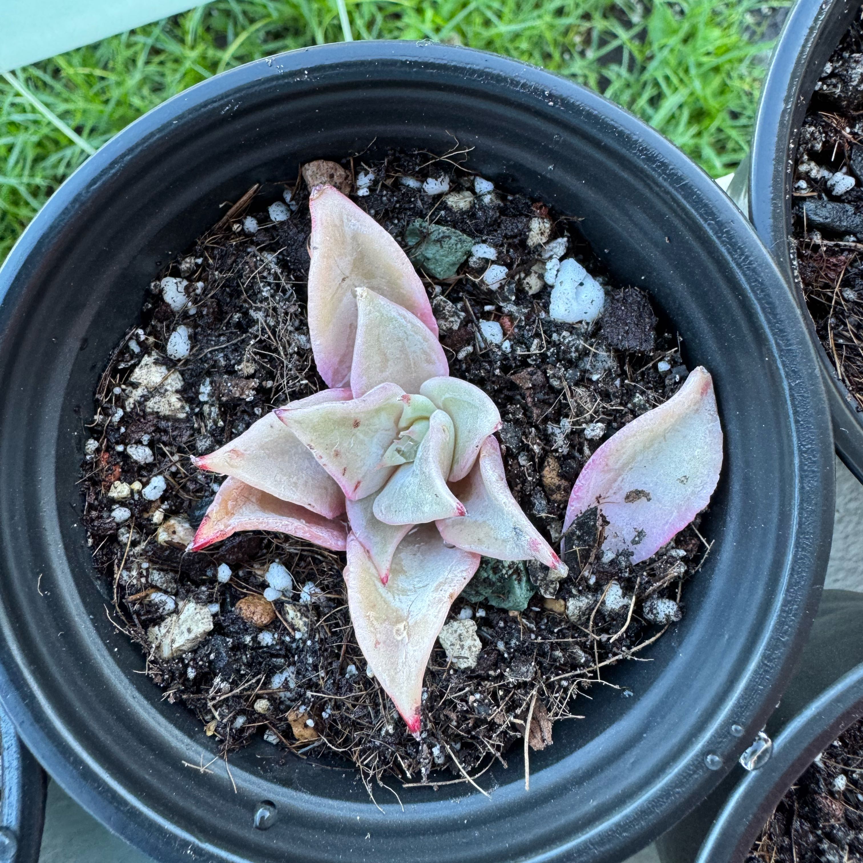 Photo of the plant species echeveria Romeo by @SharpCutgrass84 named Sproutacus on Greg, the plant care app