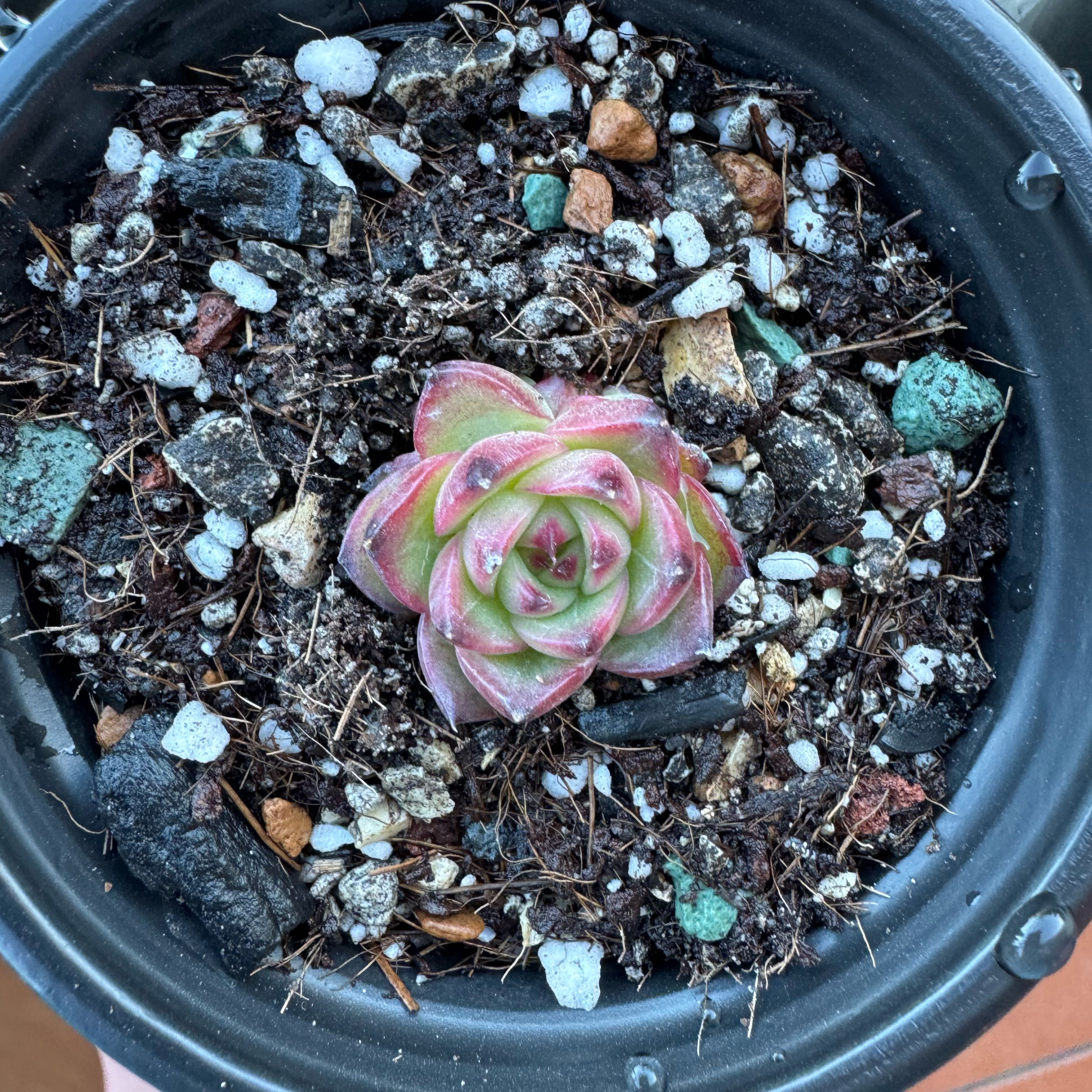 Photo of the plant species Echeveria Lipstick by @SharpCutgrass84 named Naomi on Greg, the plant care app