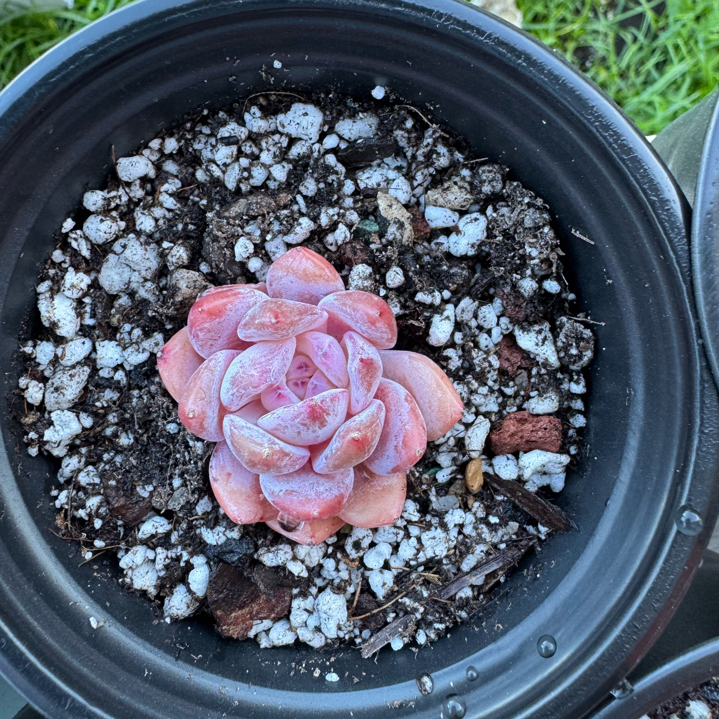 Photo of the plant species Echeveria Lovely Pebble by @SharpCutgrass84 named Girlfrond on Greg, the plant care app