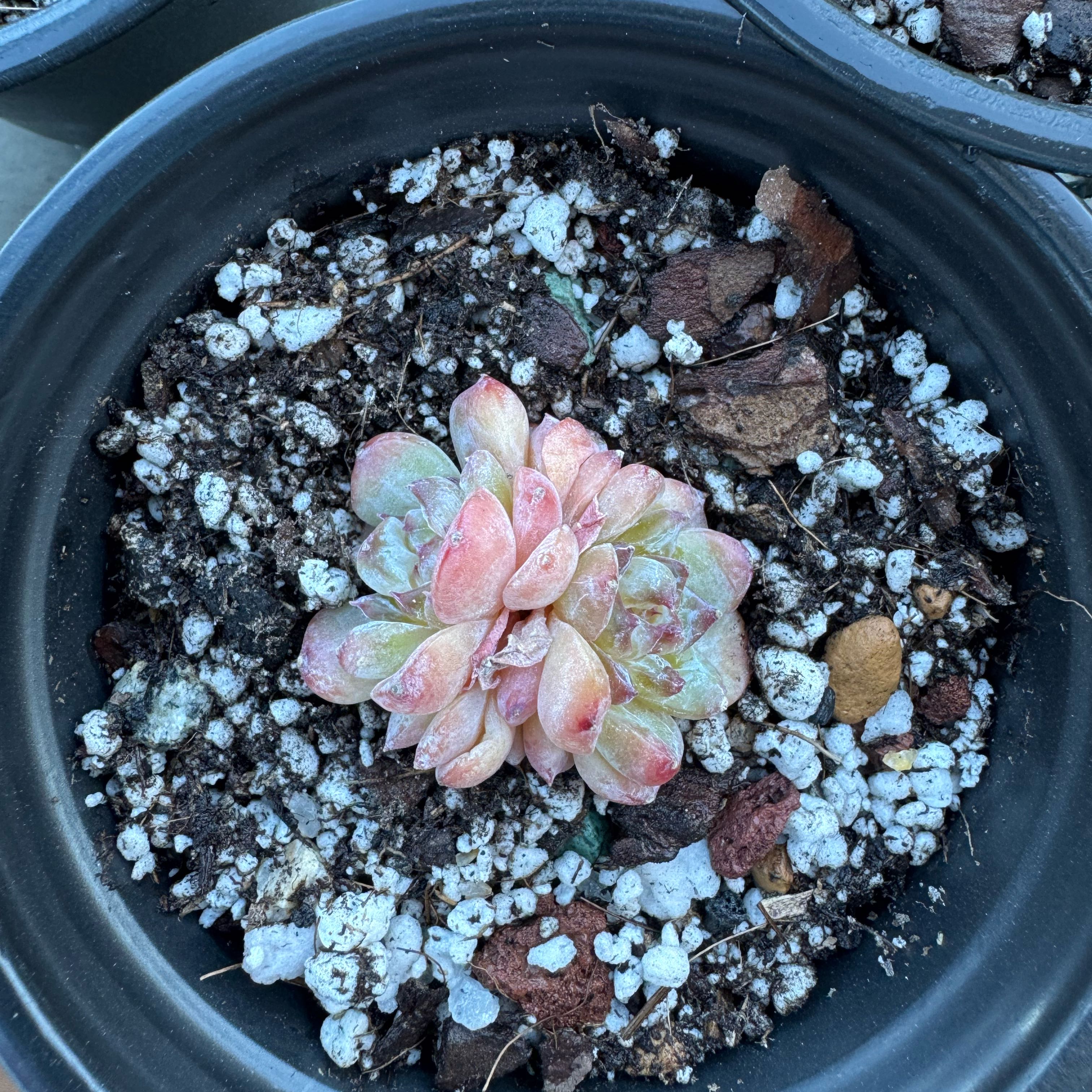 Photo of the plant species Echeveria 'Pinky' by @SharpCutgrass84 named Wall-E on Greg, the plant care app