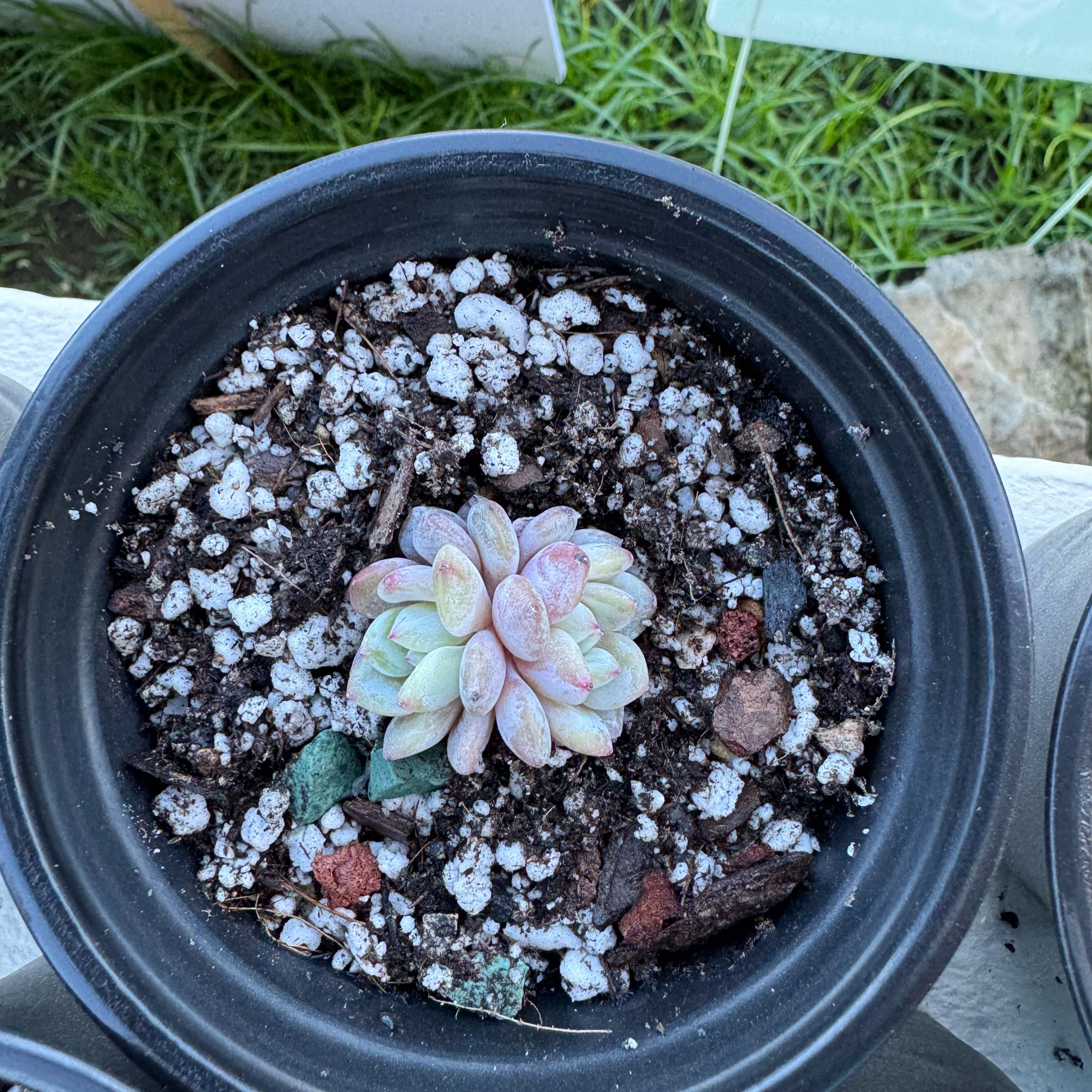 Photo of the plant species Echeveria 'Pinky' by @SharpCutgrass84 named Treeyoncé on Greg, the plant care app