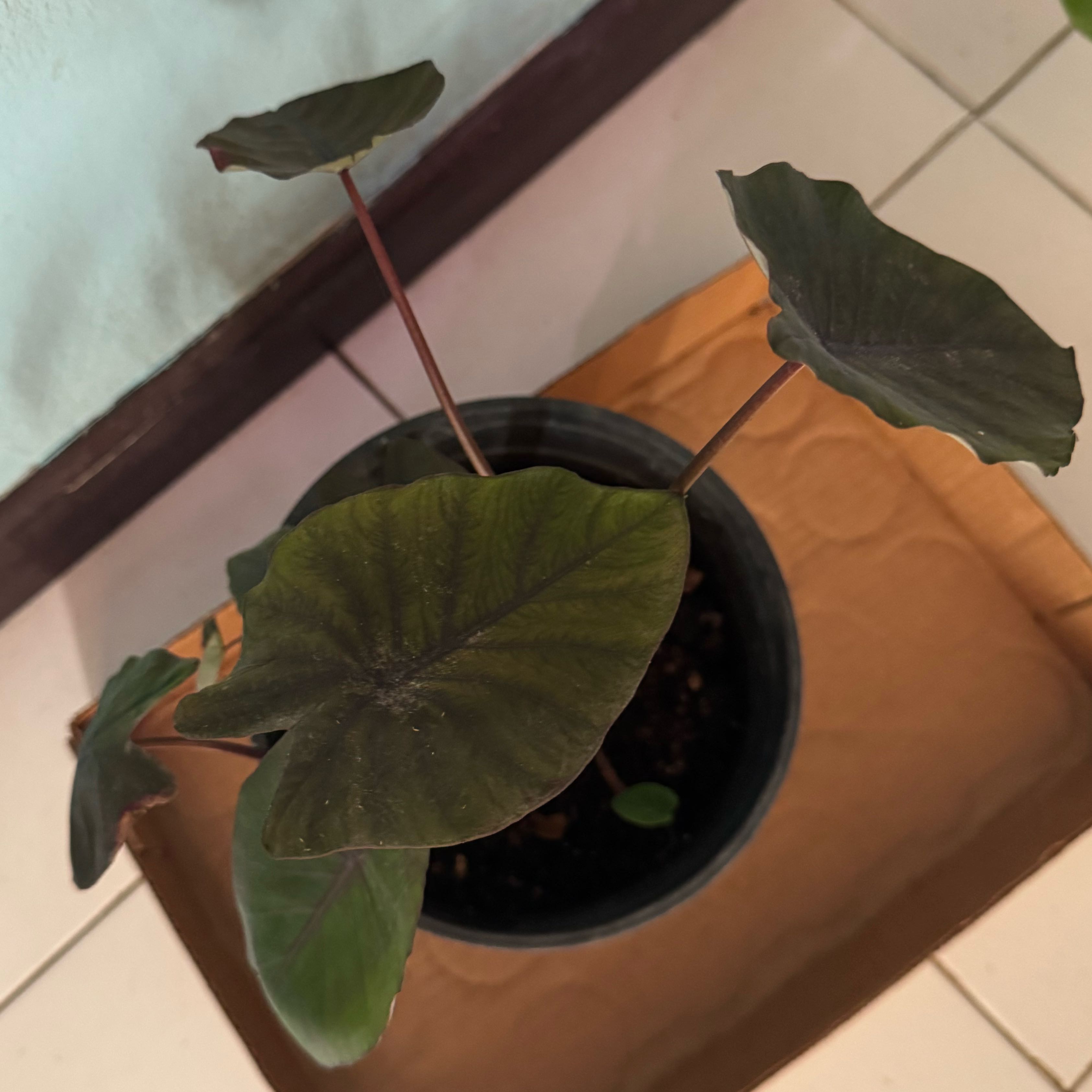 Photo of the plant species Alocasia Black Magic by @SharpCutgrass84 named Remington on Greg, the plant care app