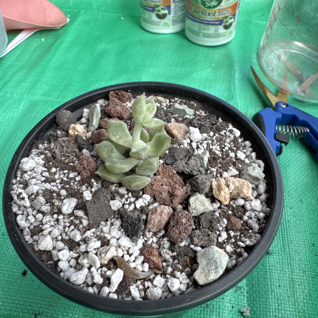Photo of the plant species Medina Echeveria by @SharpCutgrass84 named Girlfrond on Greg, the plant care app
