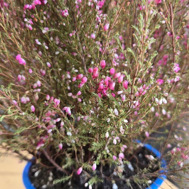 Photo of the plant species Urze by @FabPinoak15 named Denali on Greg, the plant care app