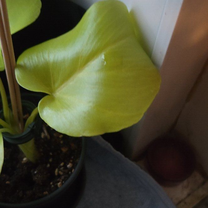 Photo of the plant species Philadendron warscewiczii aurea by @LordLychee96 named Planty on Greg, the plant care app