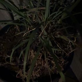 Photo of the plant species Iris by @YesIvy61 named Clooney on Greg, the plant care app
