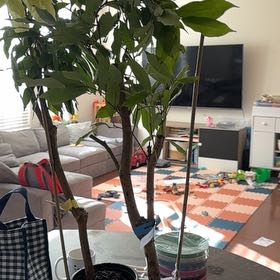 Photo of the plant species Sweetheart Lychee Tree by @QuickApple91 named Kardashian on Greg, the plant care app