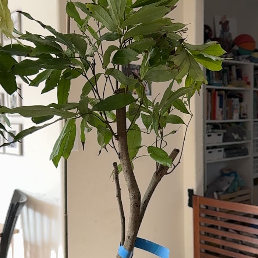 Photo of the plant species Sweetheart Lychee Tree by @QuickApple91 named Fernie Mercury on Greg, the plant care app