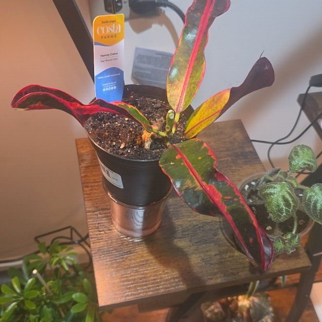 Photo of the plant species Exotic Angel Plant by @vsoasis1love named Gates on Greg, the plant care app
