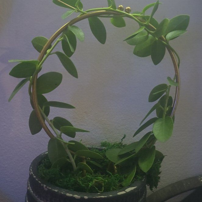 Photo of the plant species Parachute Plant by @vsoasis1love named Luna on Greg, the plant care app