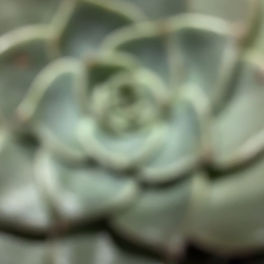 Photo of the plant species Taciveria 'Tasha' by @MeteoricKale80 named Dolores on Greg, the plant care app