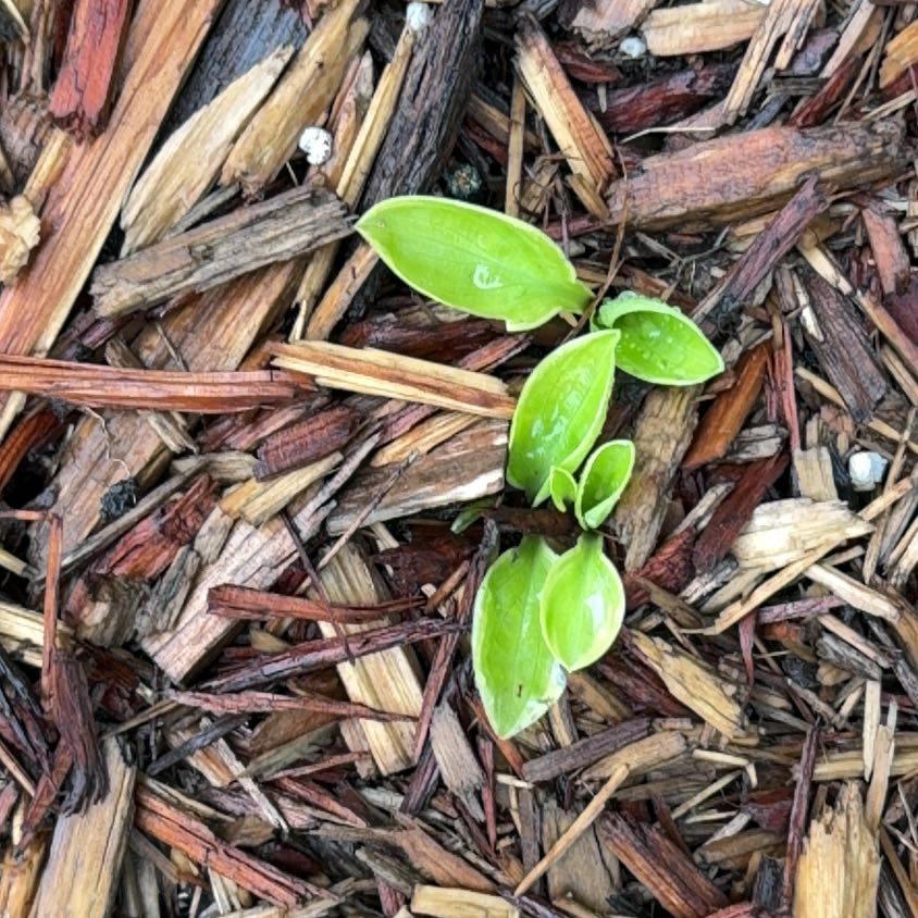 Photo of the plant species Peperomia urvilleana by @HipClusia12 named Sahara on Greg, the plant care app